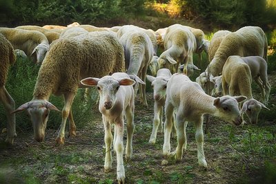 Troupeau de moutons