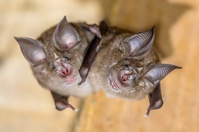 Grands Rhinolophes
