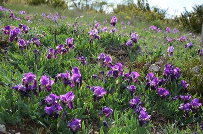l'iris des guarrigues