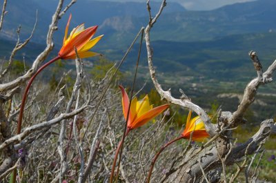 La tulipe australe