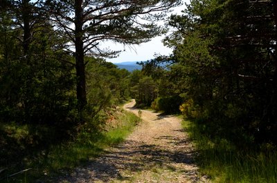 Entre les pins