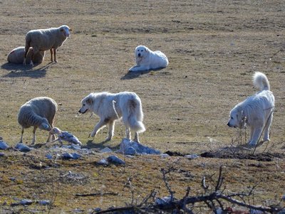 Les patous : Des chiens de protection des troupeaux