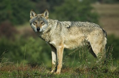 Loup gris