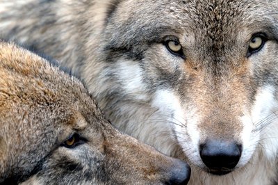 Loups gris