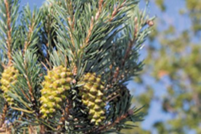 Pin sylvestre