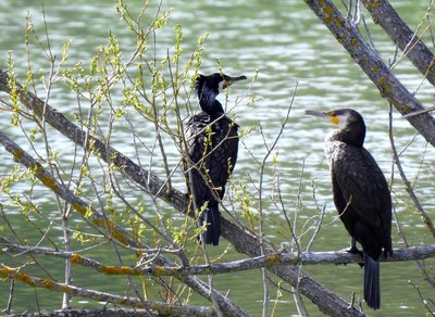 Cormorans au repos