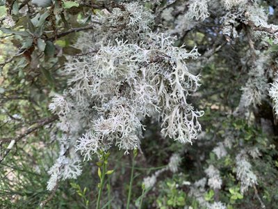 Chêne recouvert de lichen