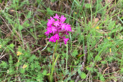 Orchis pyramidal en fleurs