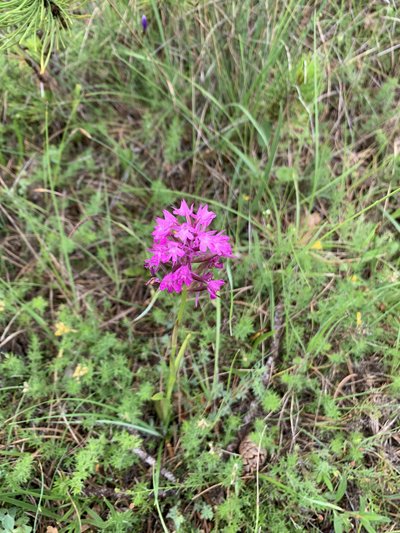 Orchis pyramidal en fleur