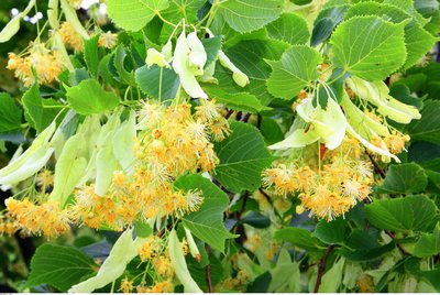 Tilleul en fleurs
