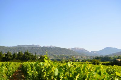 Dentelles de Montmirail