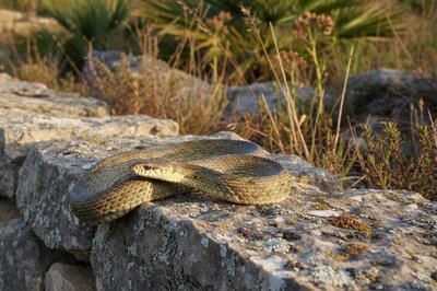Couleuvre à échelons