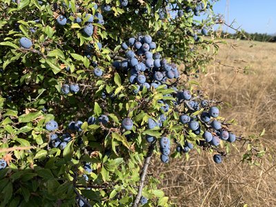 Baies Bleues