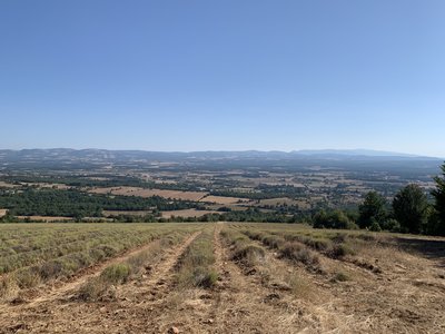 Champ de lavande