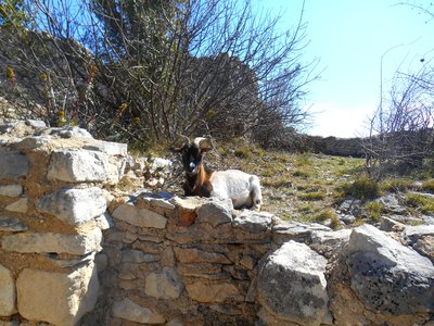 Bouc au sein des remparts