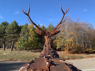 Cerf