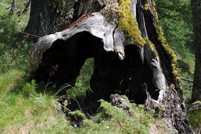 Arbre à cavité