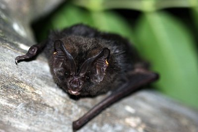Barbastelle