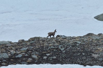 Chamois