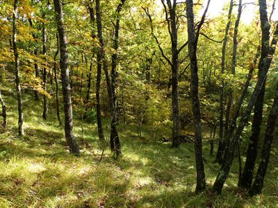 Peuplement de Chêne sessile de Fuyara