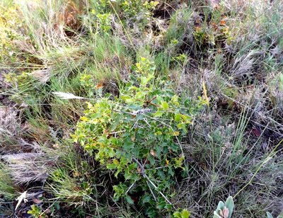 Garrigue kermès