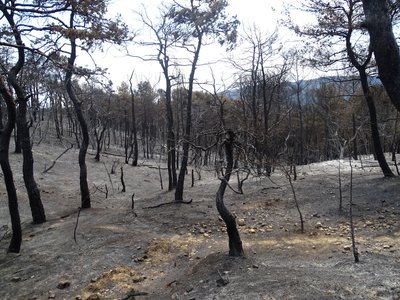 Zone incendiée