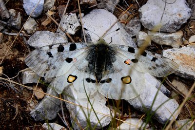 Le papillon apollon