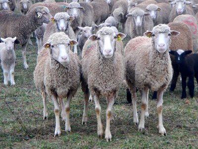Moutons et brebis