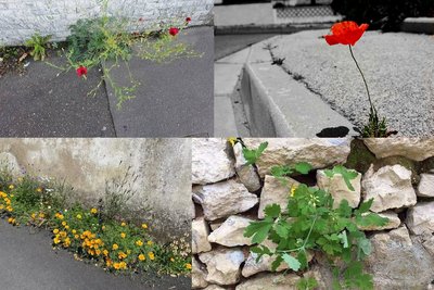 Plantes spontanées en ville