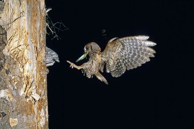 Petit-duc scops