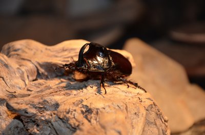 Un insecte digne des animaux les plus fantastiques