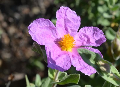 Fleur du ciste cotonneux