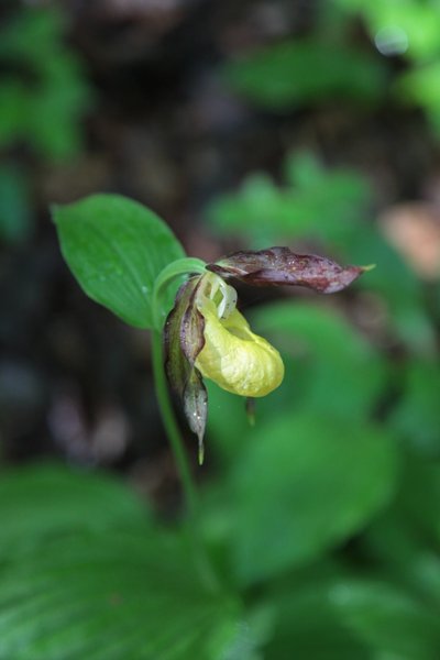Sabot de Venus