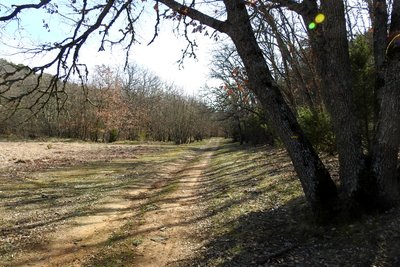 Sentier en sous bois