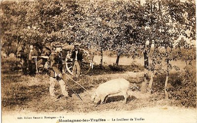 Trufficulteur et son cochon