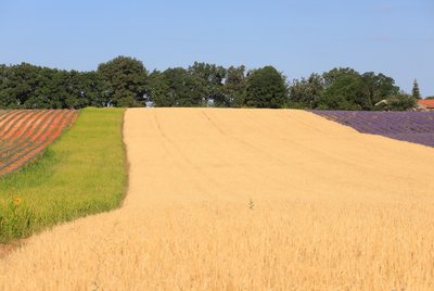 Plateau d'Albion