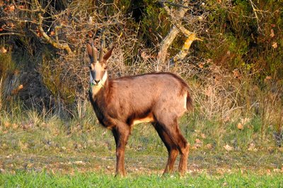 Chamois