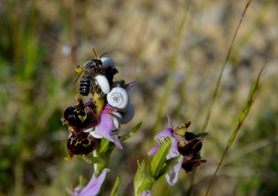 L'ophrys abeille et son reproducteur