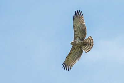 Circaète Jean le Blanc