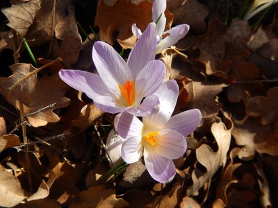Crocus