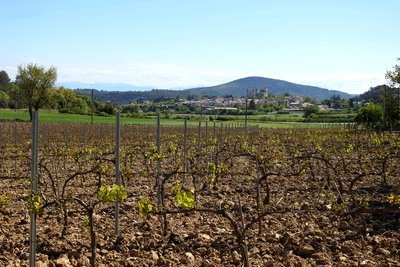 Premières vignes