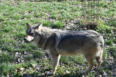 Loup gris