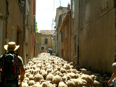 Le troupreau traversant le village de Rians