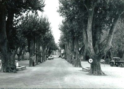 Les platanes sur la place de Vinon