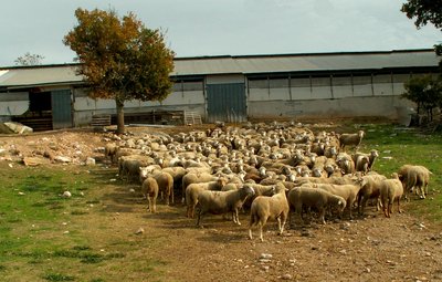 Le troupeau devant la bergerie