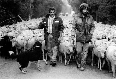 Les bergers menant le troupeau