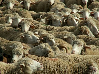 Comptons les moutons