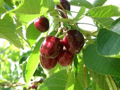 Cerises