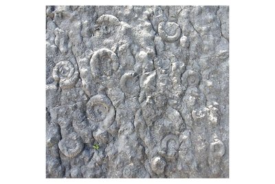 La dalle aux ammonites