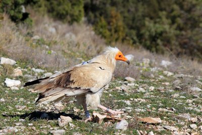 Vautour percnoptère